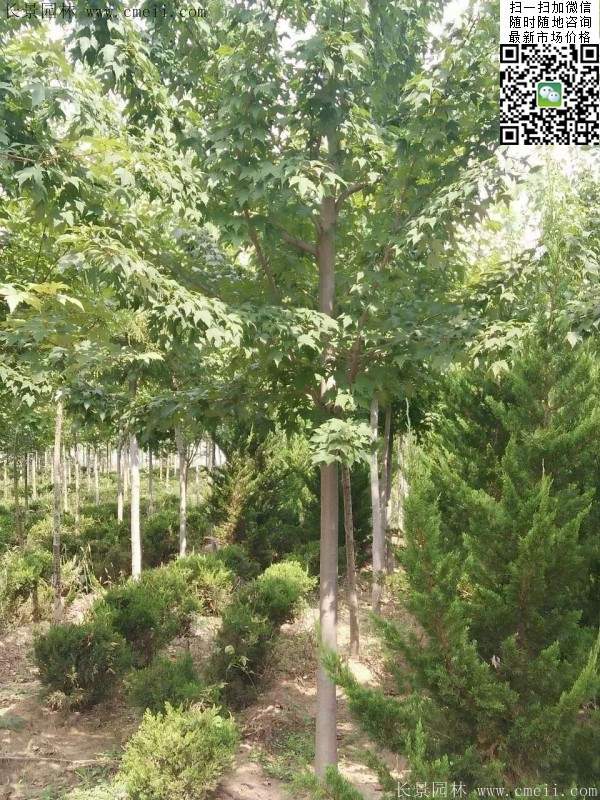 红枫 红枫