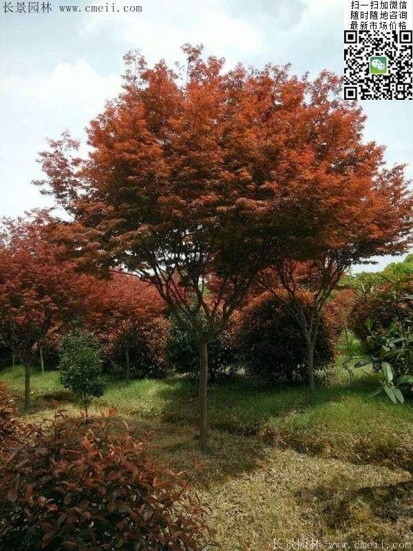 红枫 红枫
