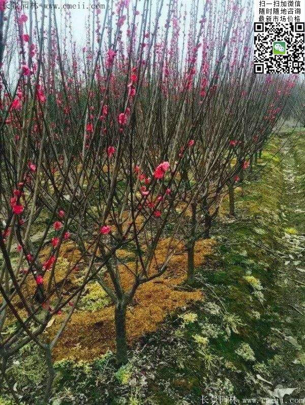 红梅基地