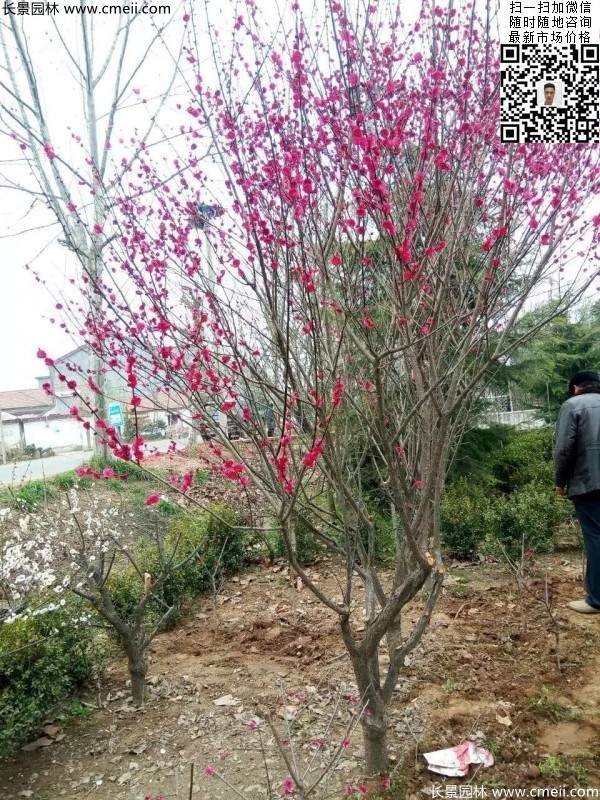 红梅基地