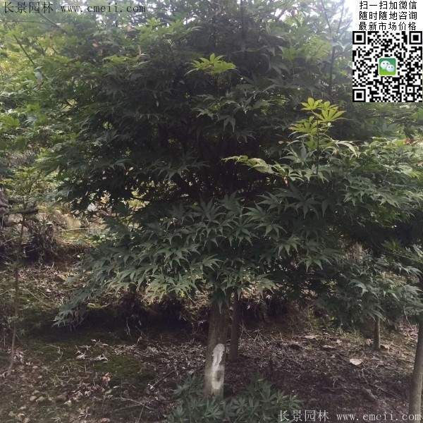红枫树 红枫树
