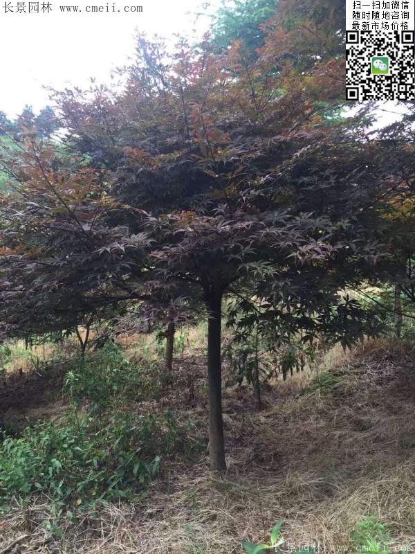 红枫树 红枫树