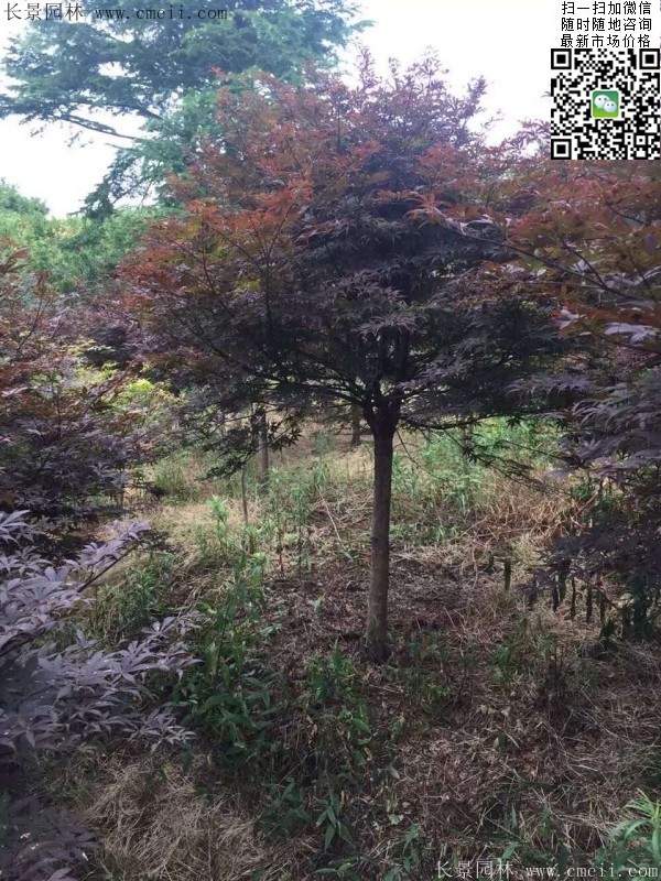 红枫树 红枫树