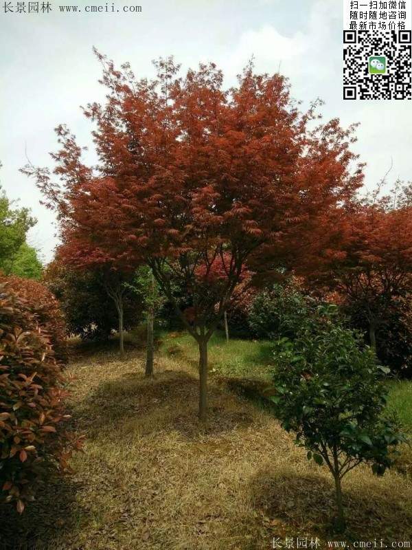 红枫树 红枫树