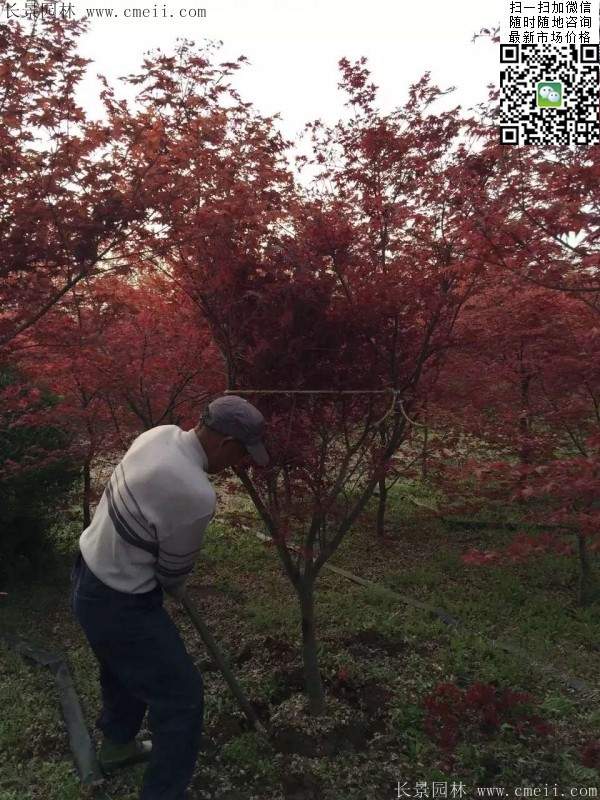 红枫树 红枫树