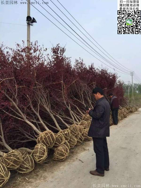 红枫树