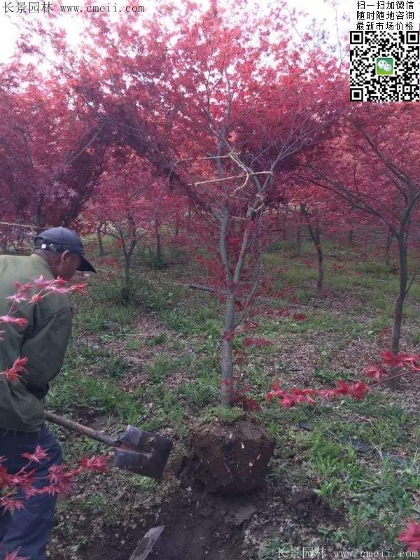 红枫基地