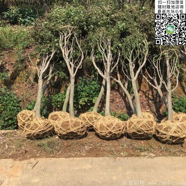 红枫树 红枫树