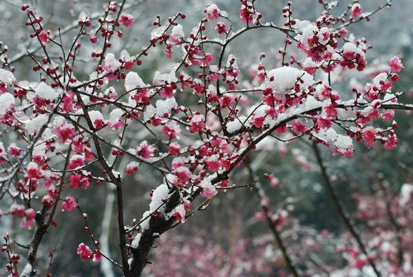 红梅花