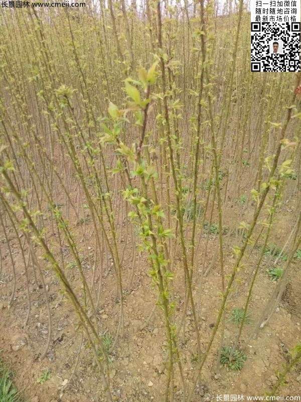 红梅小苗 红梅小苗