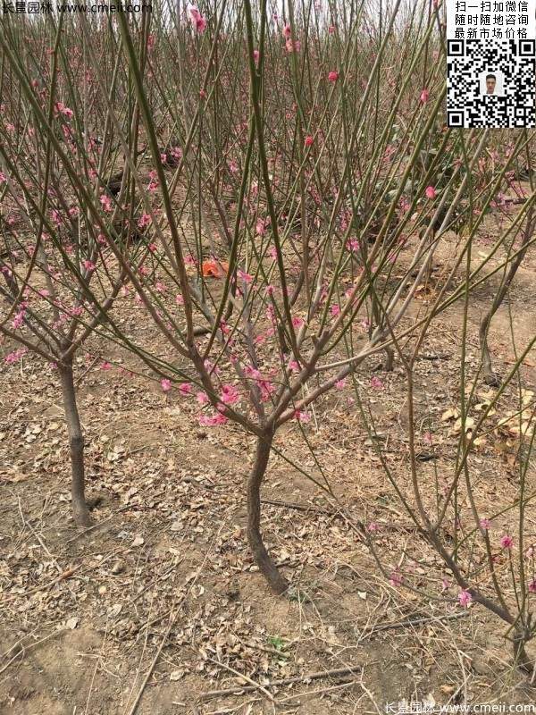 红梅树 红梅树