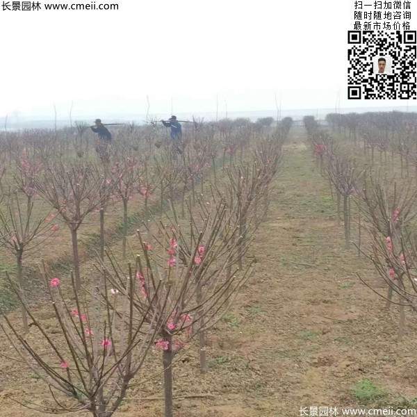 红梅树 红梅树