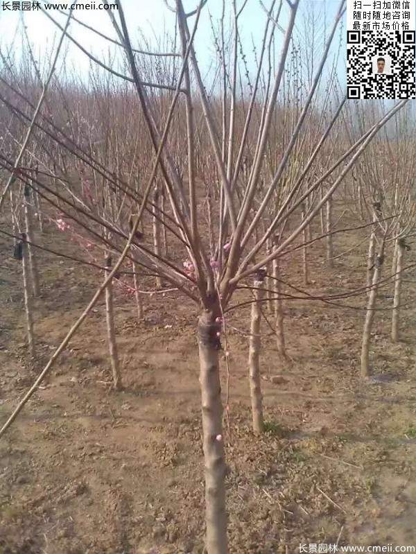 红梅树 红梅树