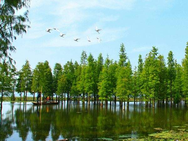 水杉树美景