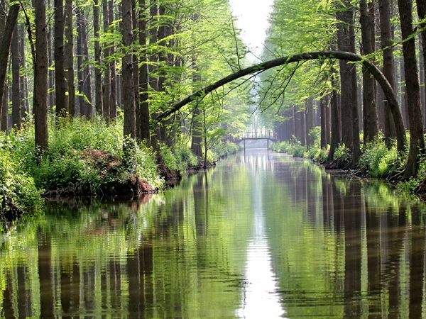水杉树美景