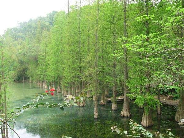 水杉树美景