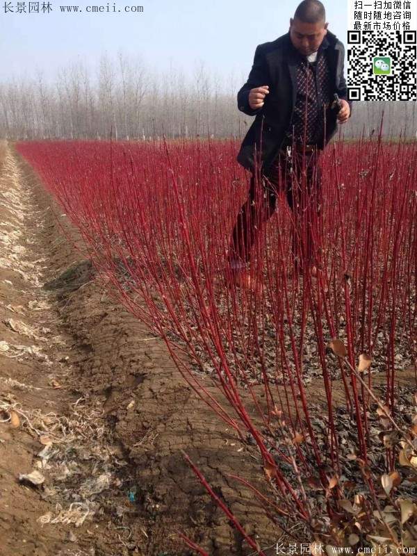 红瑞木--长景园林 红瑞木--长景园林