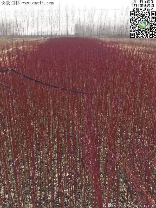 红瑞木基地--长景园林 红瑞木基地--长景园林