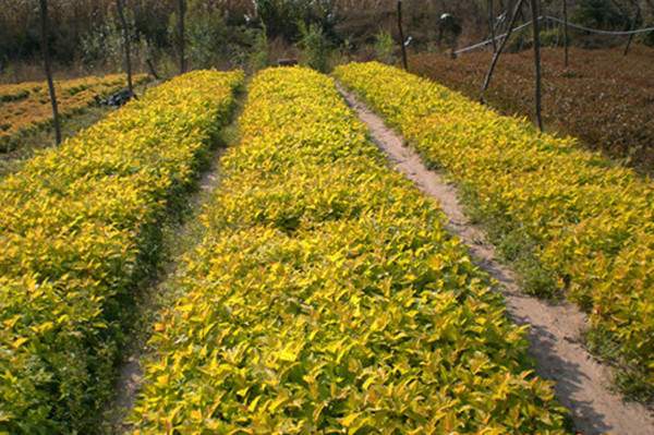 红瑞木基地--长景园林 红瑞木基地--长景园林