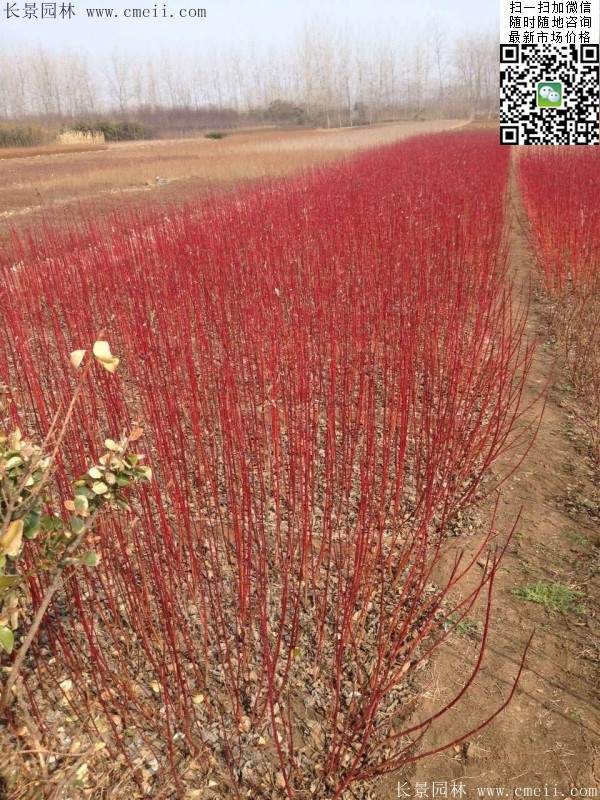 红瑞木基地 红瑞木基地