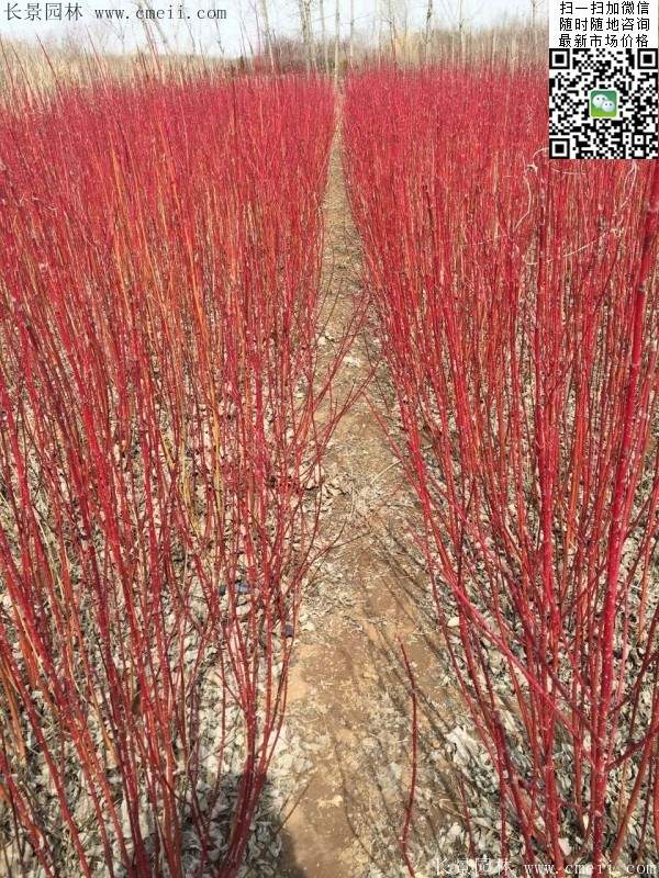 红瑞木基地 红瑞木基地