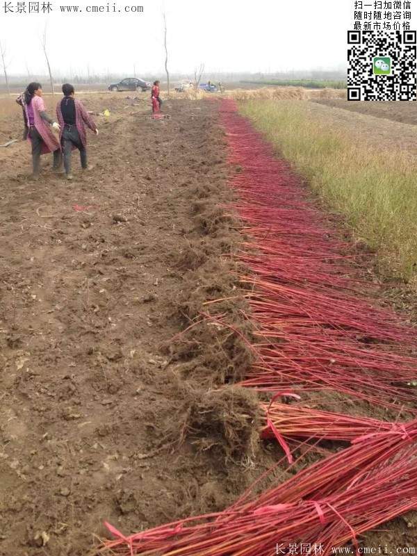 红瑞木 红瑞木