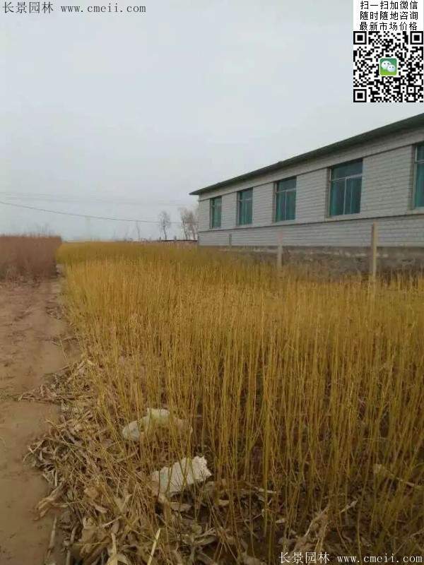 红瑞木