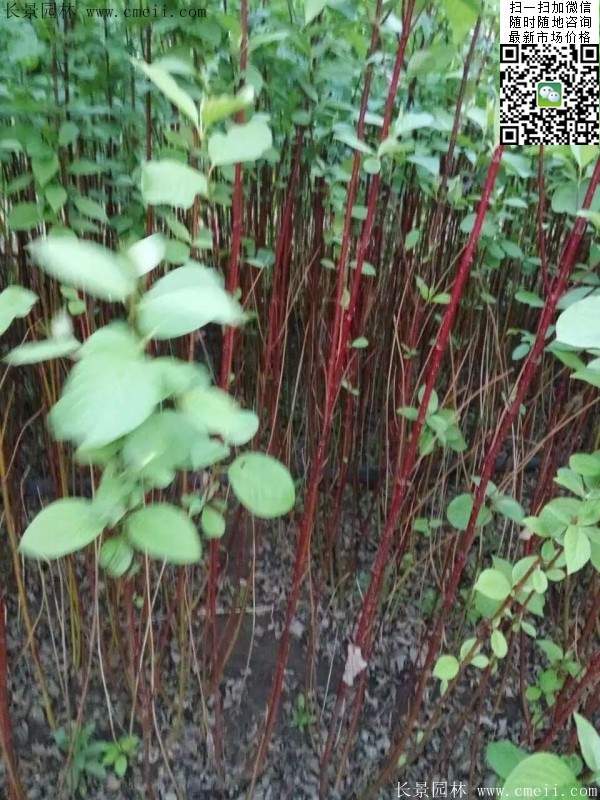 红瑞木