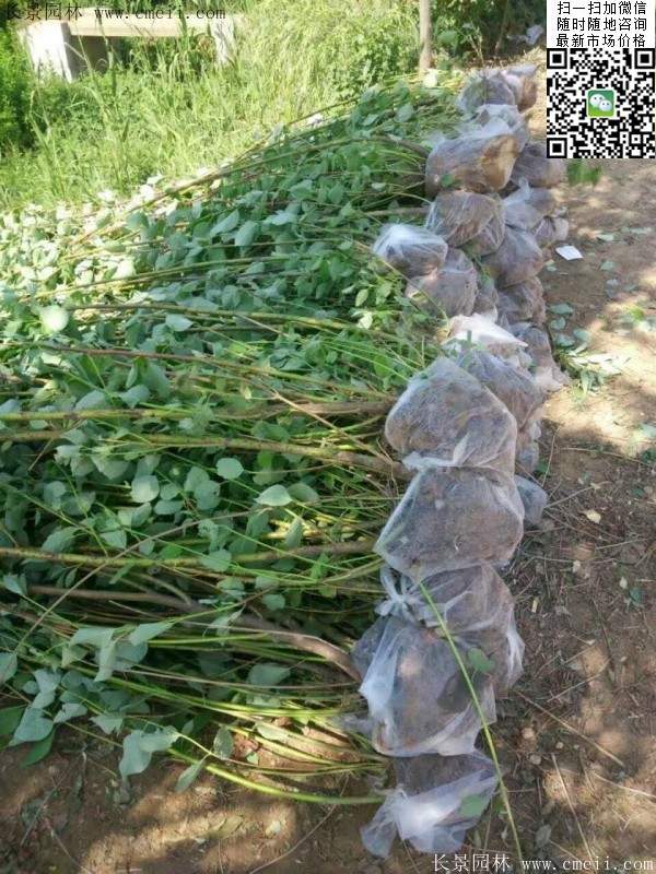 红瑞木 红瑞木