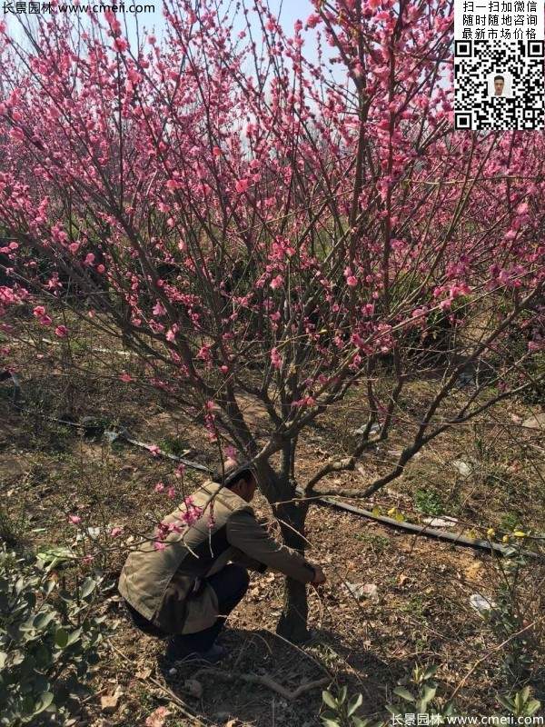 红梅 红梅