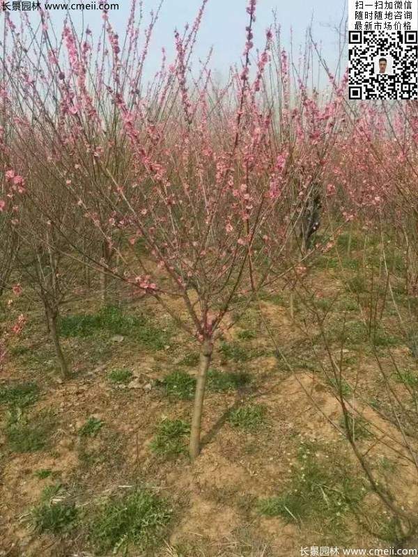 红梅 红梅