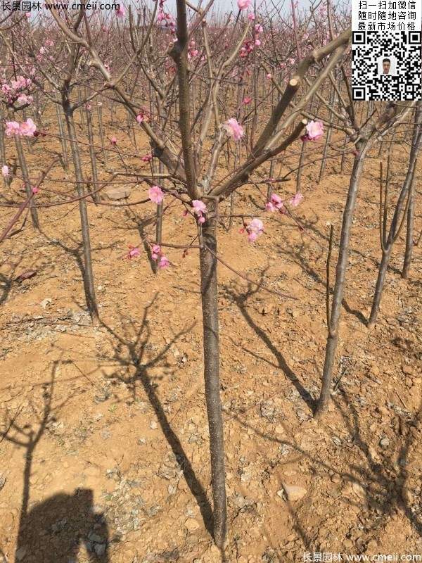 红梅 红梅