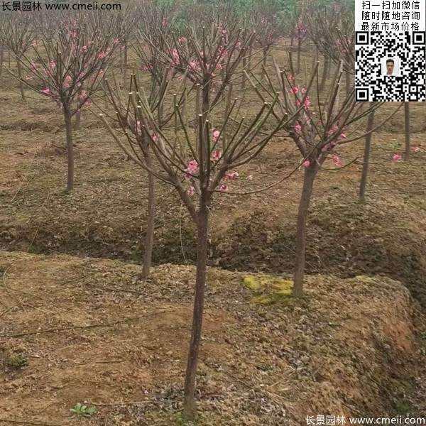 红梅 红梅