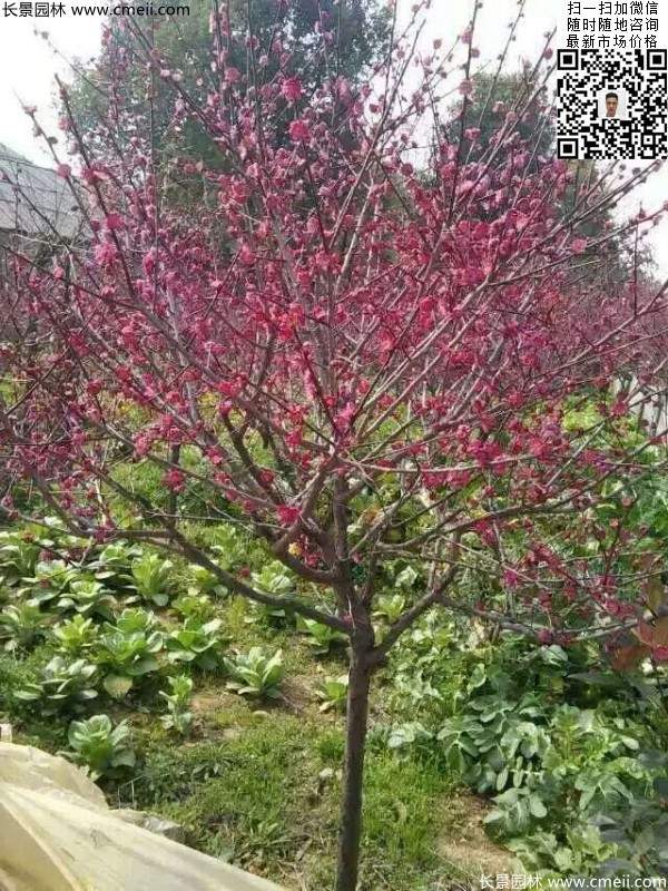 红梅花 红梅花