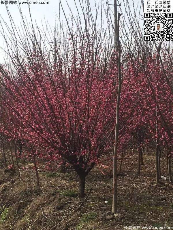红梅花 红梅花