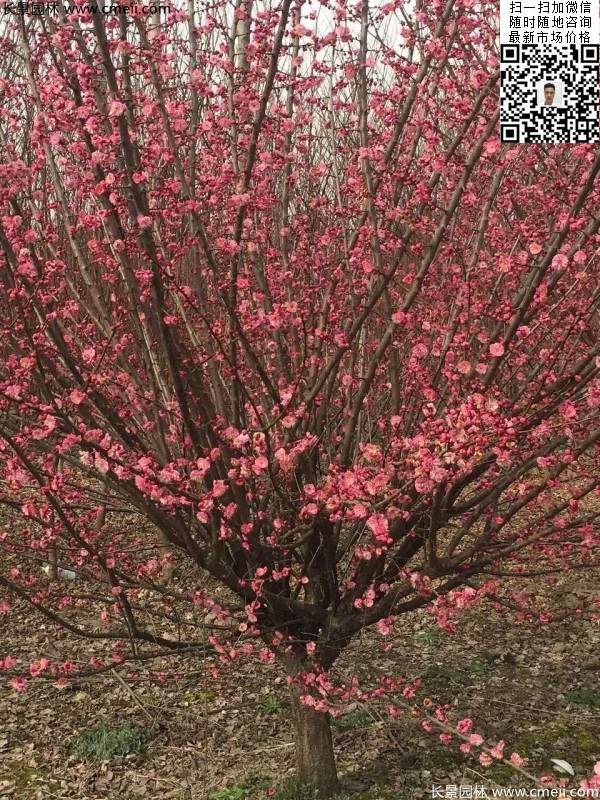 红梅花 红梅花