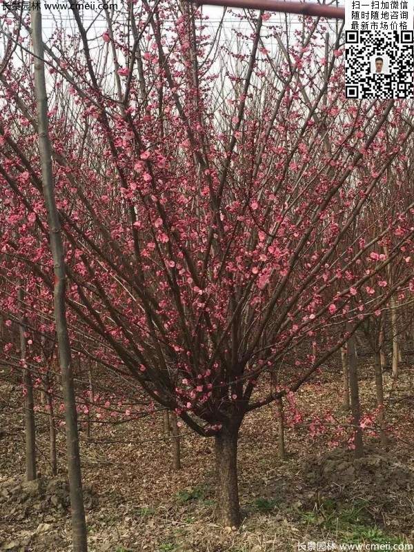 红梅花 红梅花