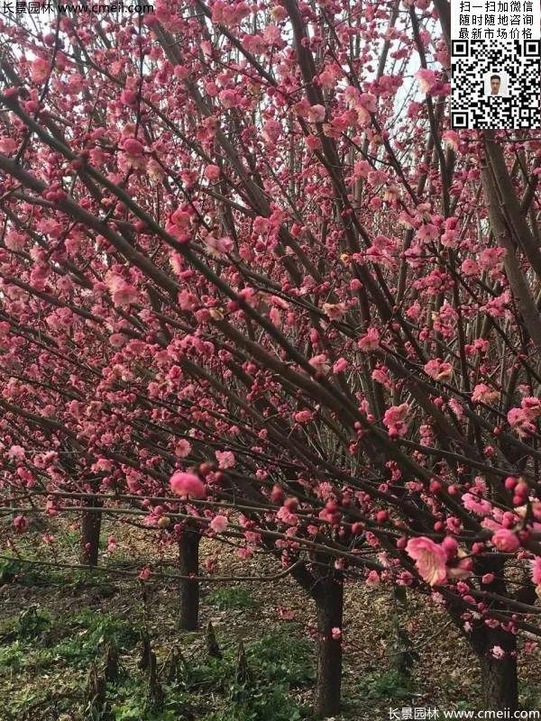 红梅花 红梅花