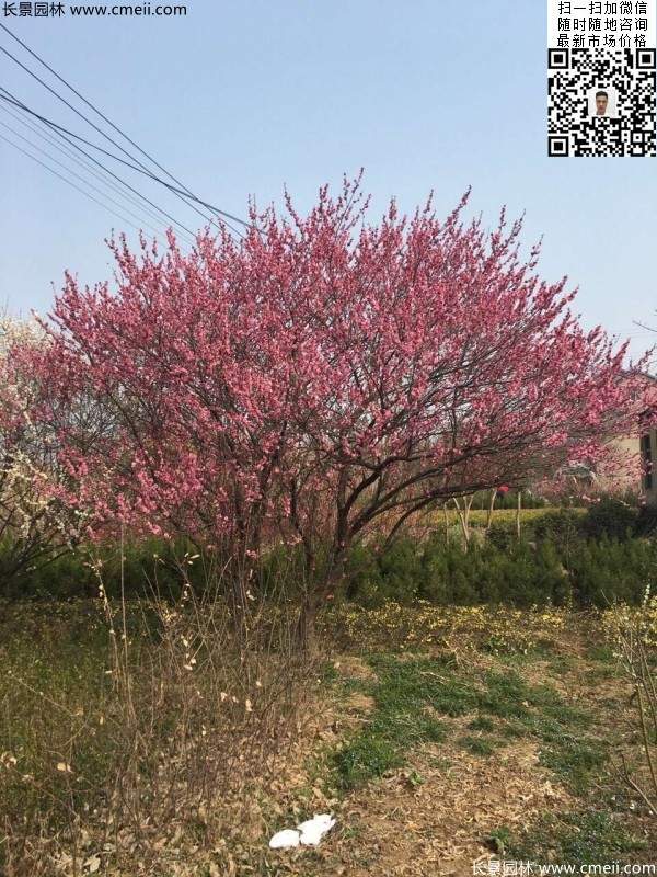 红梅花 红梅花