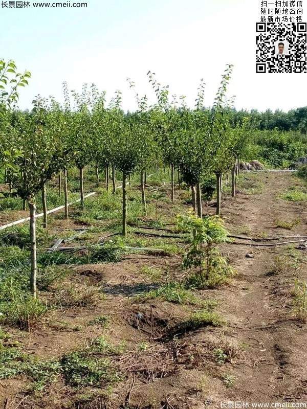 红梅树 红梅树