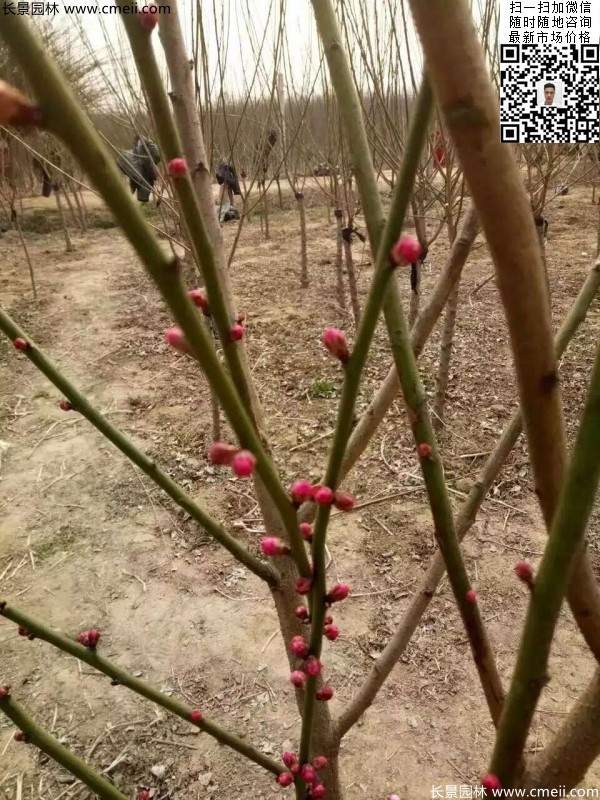 红梅花 红梅花