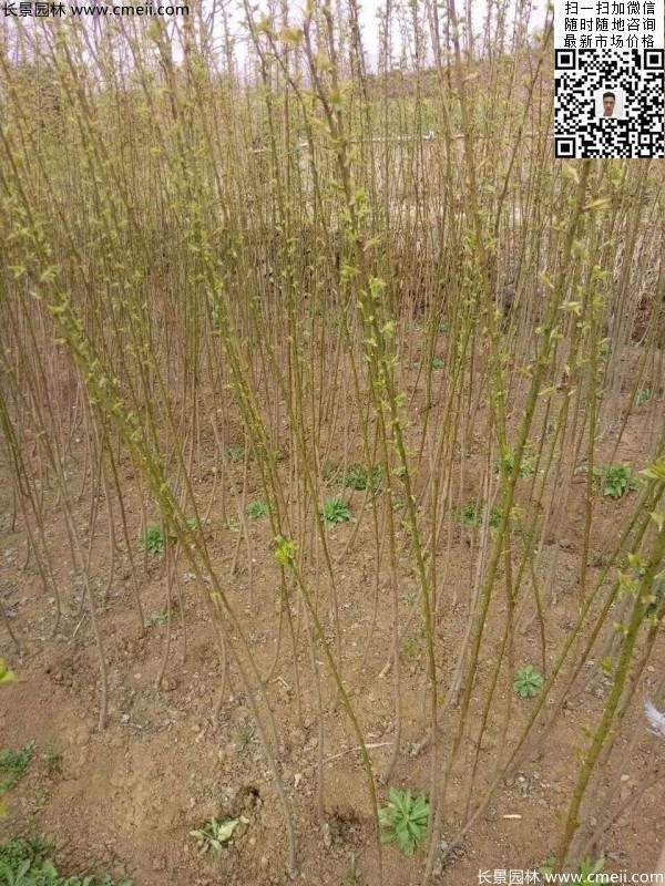 红梅小苗 红梅小苗