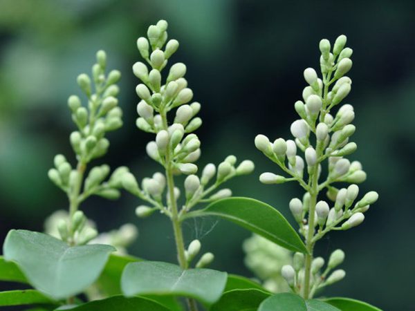 小蜡花