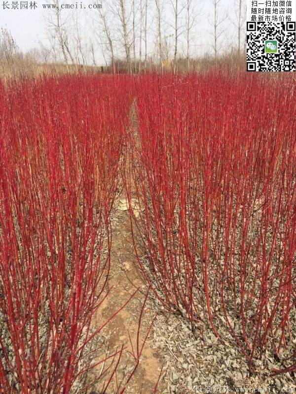 红瑞木 红瑞木