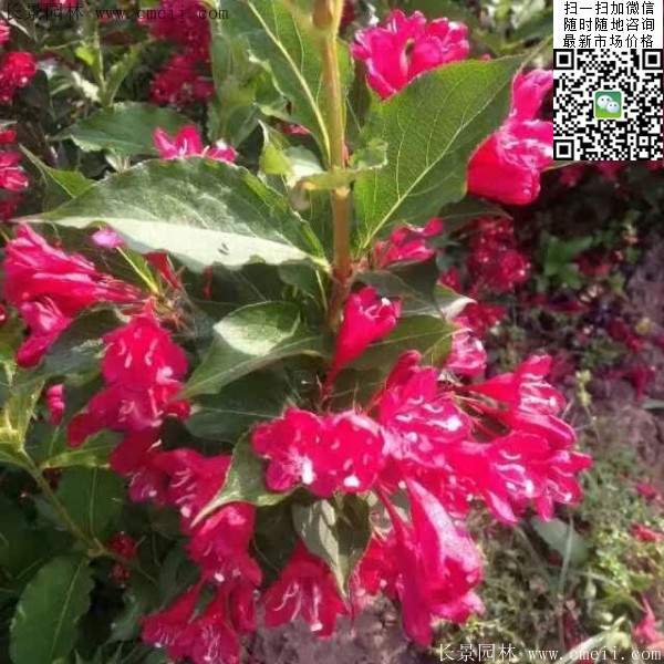 红王子锦带