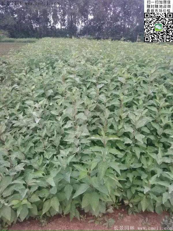 红王子锦带 红王子锦带