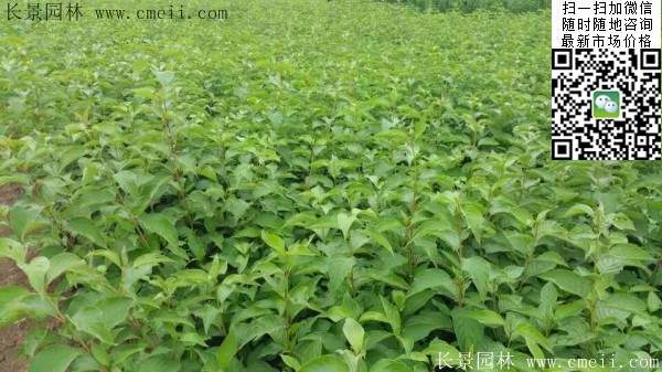 红王子锦带 红王子锦带