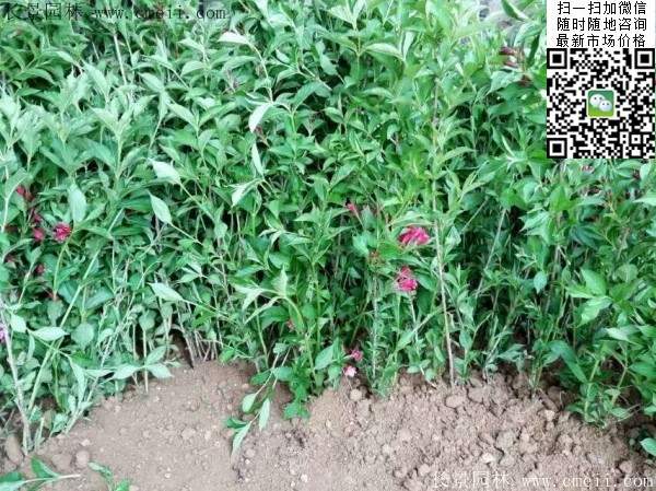 红王子锦带苗 红王子锦带苗