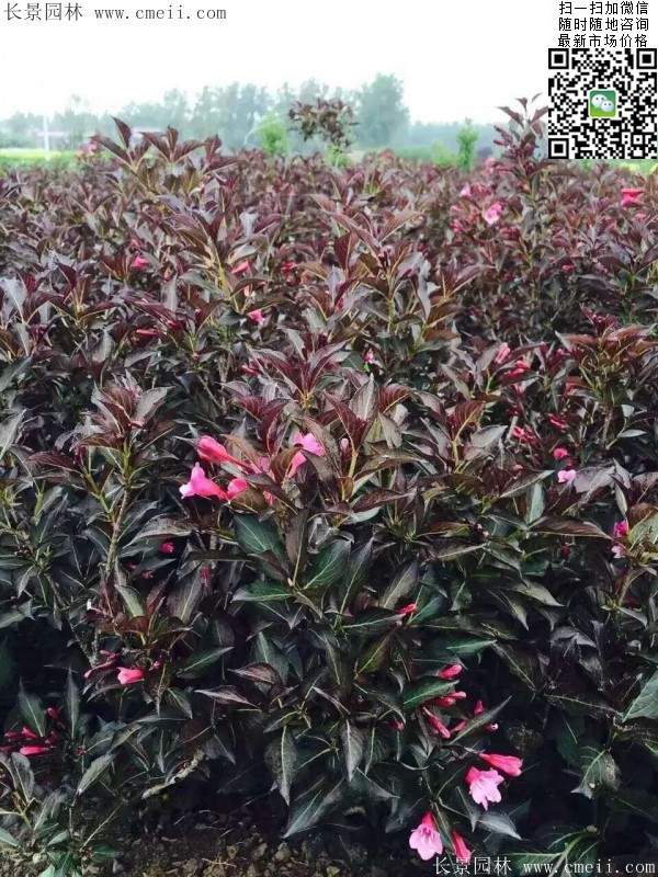 红王子锦带 红王子锦带