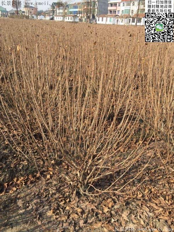 红王子锦带 红王子锦带